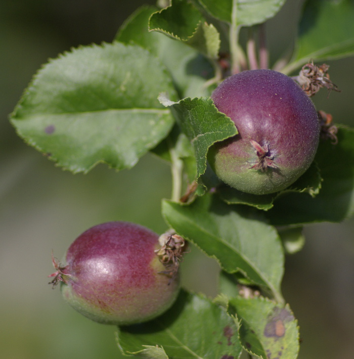 apples - not ripe yet