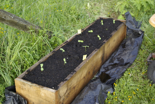 baby sunflowers in raised bed