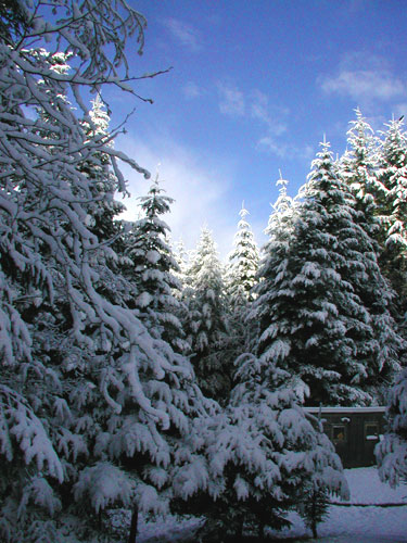 chickenhouse in snow