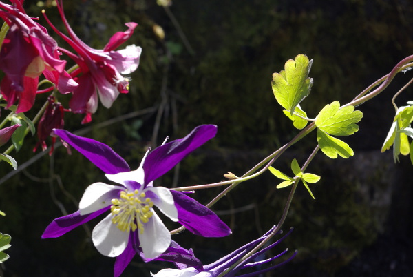 columbine in bloom