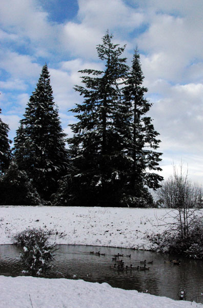 Ducks, pond, snow