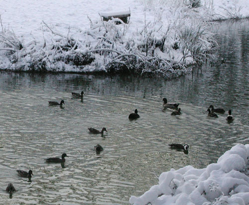 Our young mallard ducks on the pond
