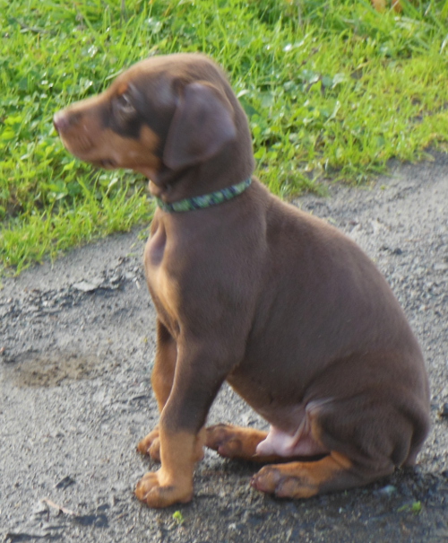 Our new puppy - is there anything cuter?