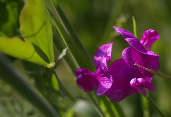 everlasting pea