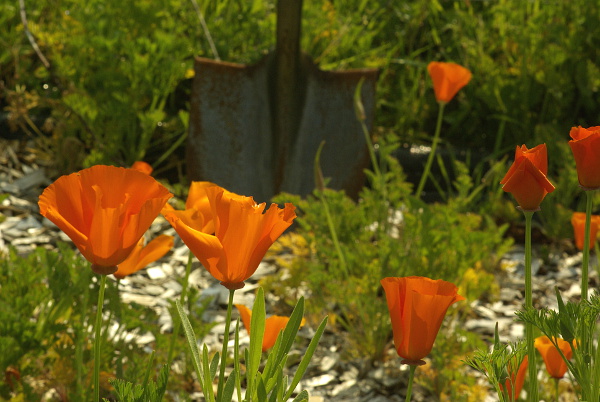 escaped poppies