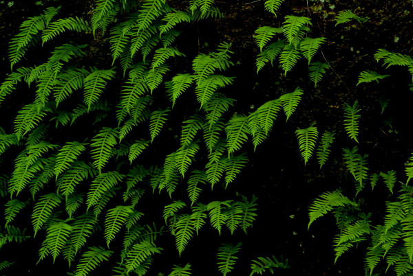 Sword Ferns - click for larger image