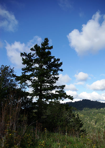 fir tree silhouette