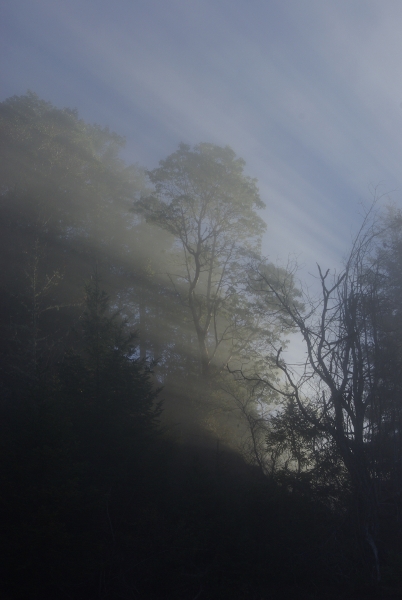 Fog, sun rays, madrone