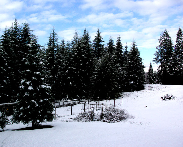 Garden in snow