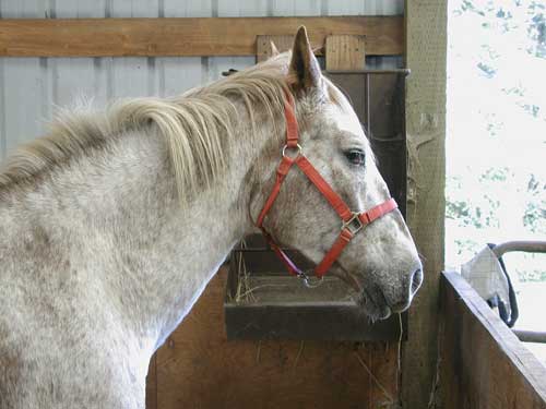 Belgian mare