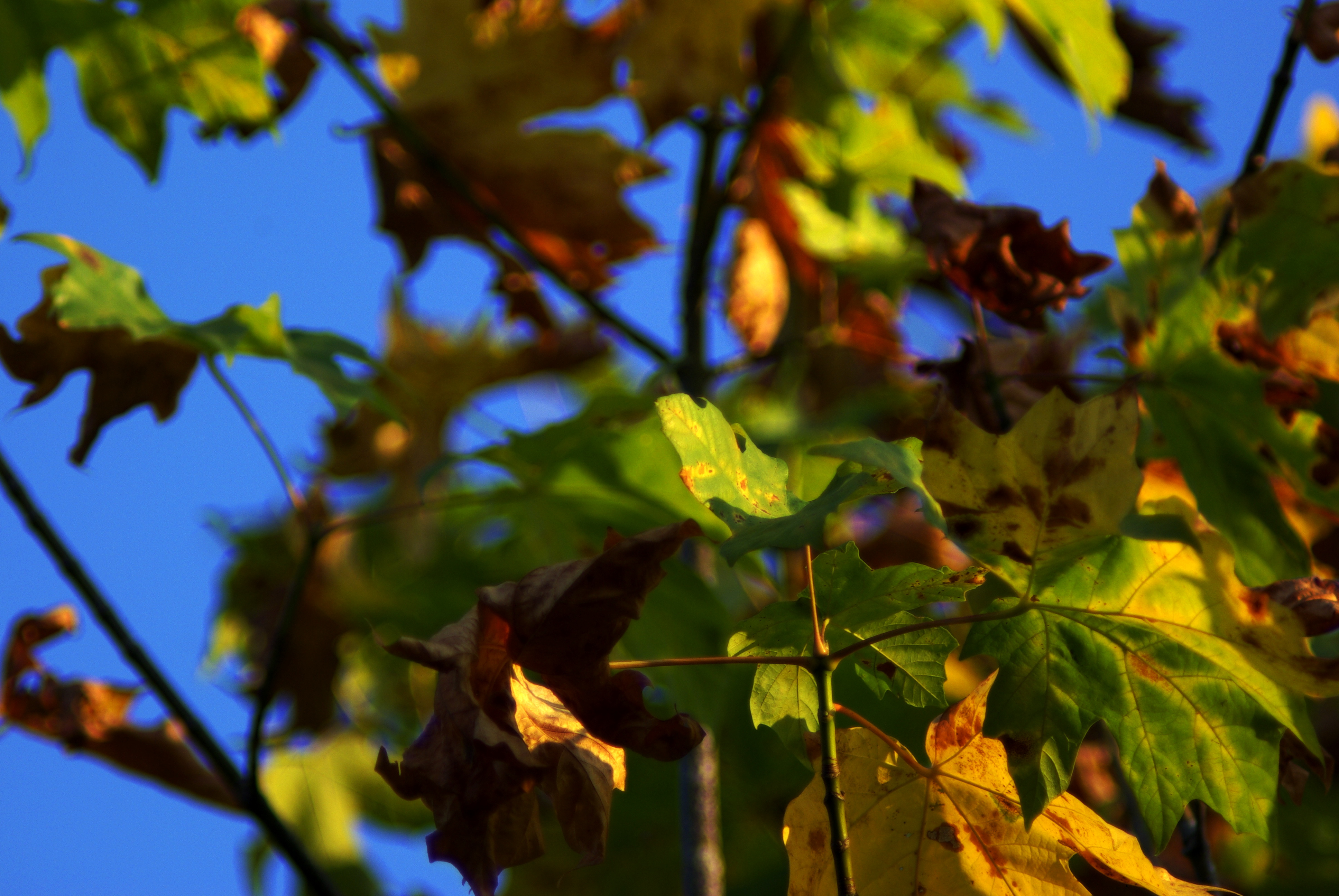 leaves at dusk