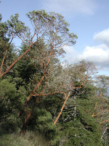 madrone trees