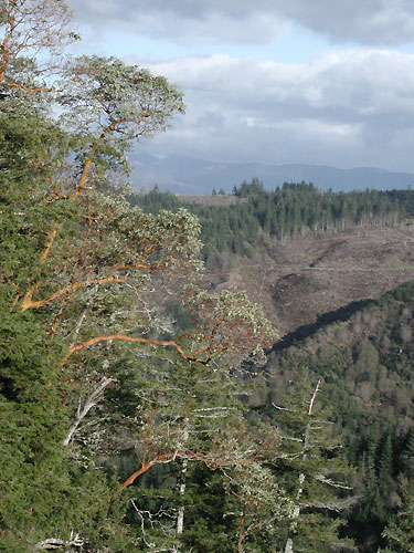 madrone trees