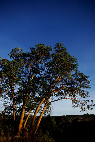 madrone