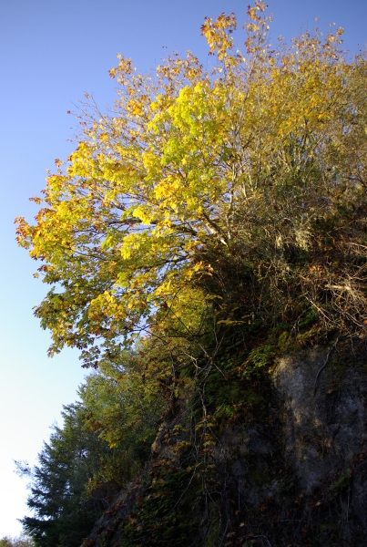 maple tree in fall colors