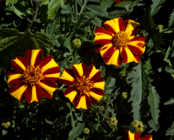 Marigolds