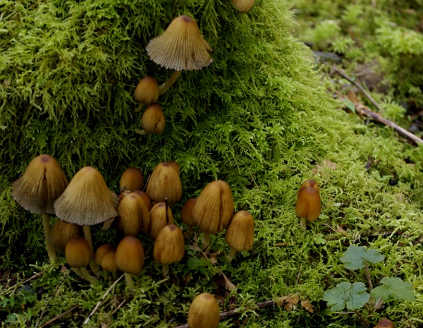 mushrooms - morels?