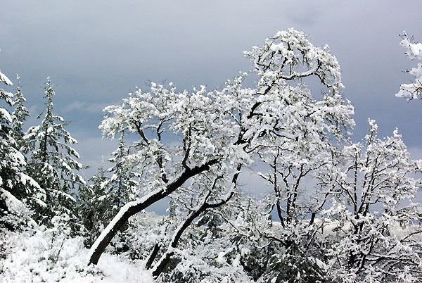 Oak in snow