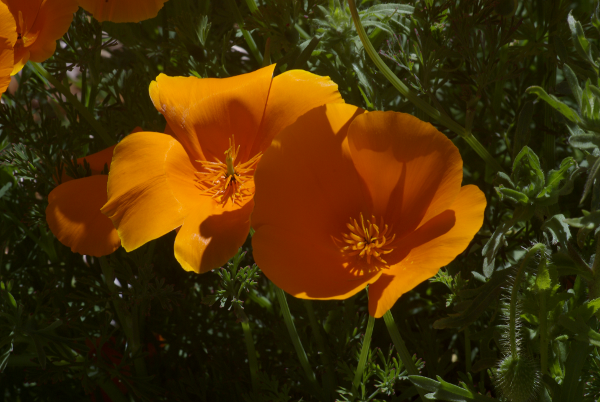 Poppies