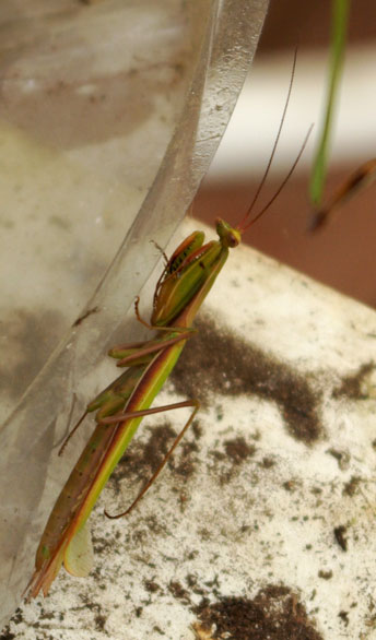 praying mantis