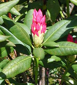 Wild rhododendrons grow along the path to the top of the hill - this one has just started blooming.