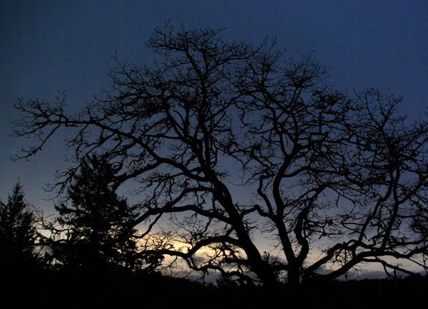 oak tree at sunset