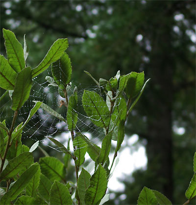 spider web