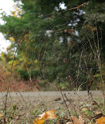 spider web