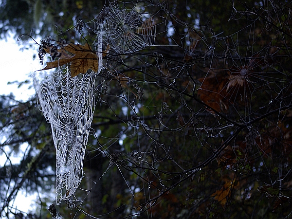 spider web - happy halloween