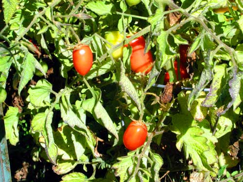 tomatos