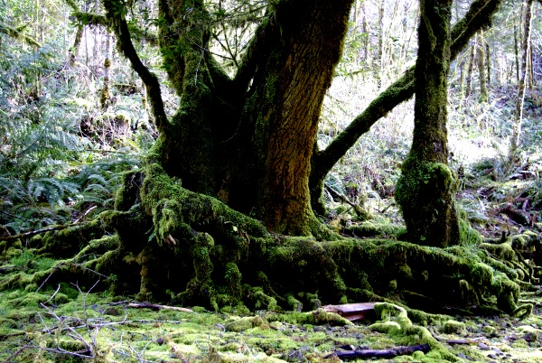 tree with washed out roots