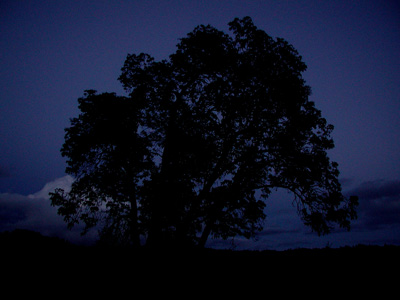 solitary tree at twilight